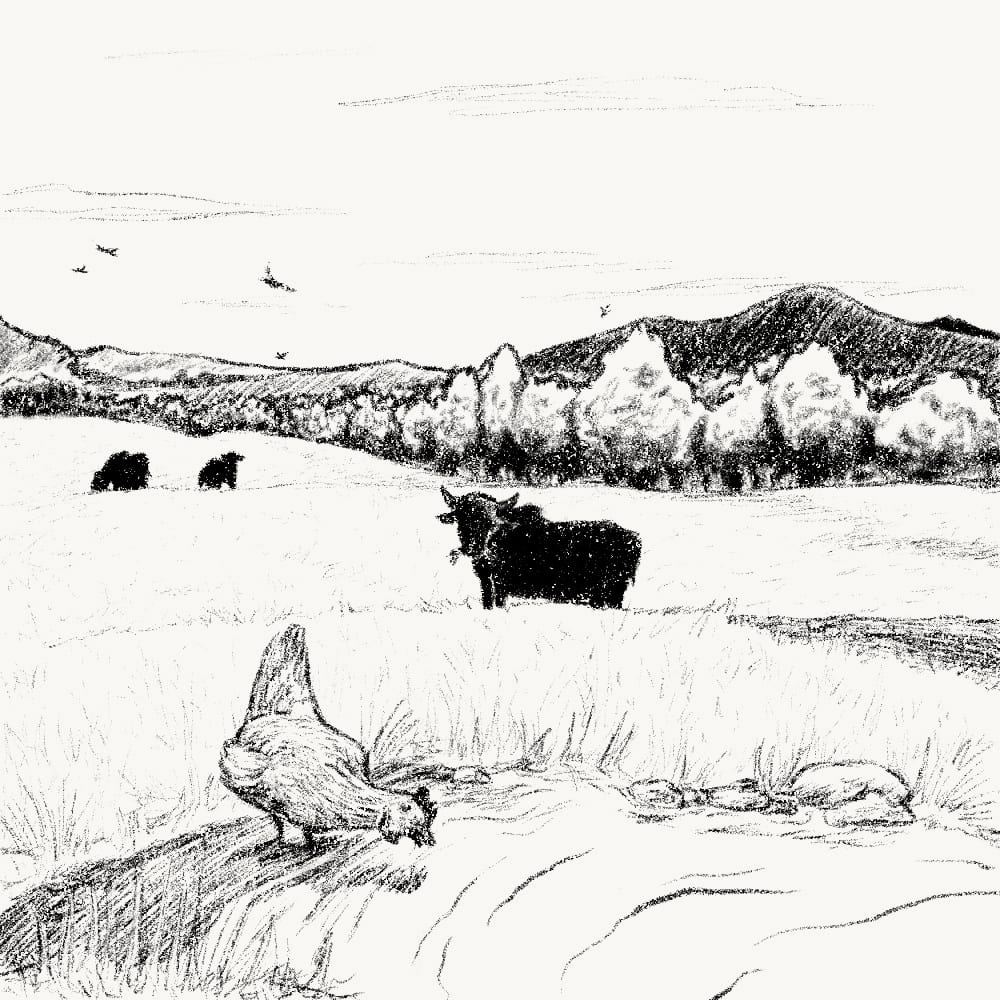 Illustration for: A chicken eats corn, drinks water, swallows pebbles, yet she complains of having no teeth. If she had teeth, would she eat gold? Let her ask the cow who has teeth yet eats grass.
