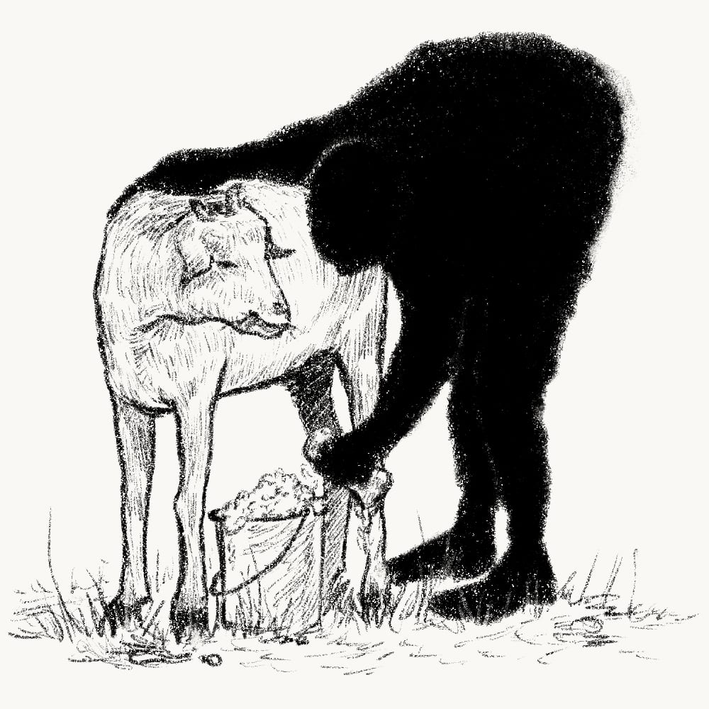 Illustration for: No matter how many times you wash a goat, it will still smell like a goat.
